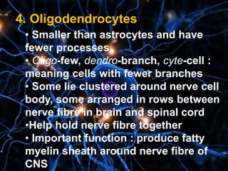 4. Oligodendrocytes
• Smaller than astrocytes and have
fewer processes
• Oligo-few, dendro-branch, cyte-cell :
meaning cells with fewer branches
• Some lie clustered around nerve cell
body, some arranged in rows between
nerve fibre in brain and spinal cord
•Help hold nerve fibre together
• Important function : produce fatty
myelin sheath around nerve fibre of
CNS
 