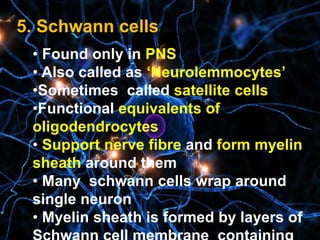 5. Schwann cells
• Found only in PNS
• Also called as ‘Neurolemmocytes’
•Sometimes called satellite cells
•Functional equivalents of
oligodendrocytes
• Support nerve fibre and form myelin
sheath around them
• Many schwann cells wrap around
single neuron
• Myelin sheath is formed by layers of
 
