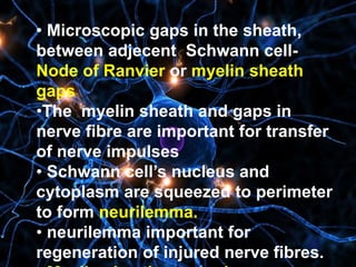 • Microscopic gaps in the sheath,
between adjecent Schwann cell-
Node of Ranvier or myelin sheath
gaps
•The myelin sheath and gaps in
nerve fibre are important for transfer
of nerve impulses
• Schwann cell’s nucleus and
cytoplasm are squeezed to perimeter
to form neurilemma.
• neurilemma important for
regeneration of injured nerve fibres.
 