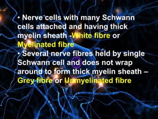 • Nerve cells with many Schwann
cells attached and having thick
myelin sheath -White fibre or
Myelinated fibre
• Several nerve fibres held by single
Schwann cell and does not wrap
around to form thick myelin sheath –
Grey fibre or Unmyelinated fibre
 