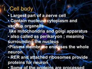 i. Cell body
• Largest part of a nerve cell
• Contain nucleus, cytoplasm and
various organells
like mitochondria and golgi apparatus
• also called as perikaryon ; meaning
surrounding the nucleus
•Plasma membrane encloses the whole
neuron
• RER and attached ribosomes provide
proteins for neuron
 