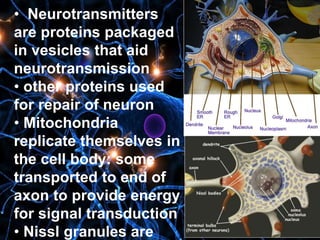 • Neurotransmitters
are proteins packaged
in vesicles that aid
neurotransmission
• other proteins used
for repair of neuron
• Mitochondria
replicate themselves in
the cell body: some
transported to end of
axon to provide energy
for signal transduction
• Nissl granules are
 