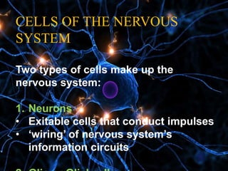 CELLS OF THE NERVOUS
SYSTEM
Two types of cells make up the
nervous system:
1. Neurons
• Exitable cells that conduct impulses
• ‘wiring’ of nervous system’s
information circuits
 