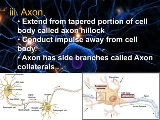 iii. Axon.
• Extend from tapered portion of cell
body called axon hillock
• Conduct impulse away from cell
body.
• Axon has side branches called Axon
collaterals
• Distal ends of axon form branches
called telodentria and each terminate
in a synaptic knob
 