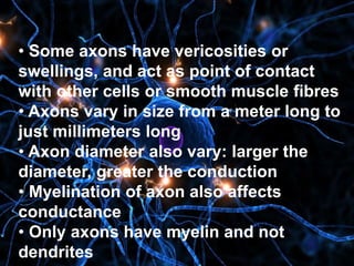 • Some axons have vericosities or
swellings, and act as point of contact
with other cells or smooth muscle fibres
• Axons vary in size from a meter long to
just millimeters long
• Axon diameter also vary: larger the
diameter, greater the conduction
• Myelination of axon also affects
conductance
• Only axons have myelin and not
dendrites
 