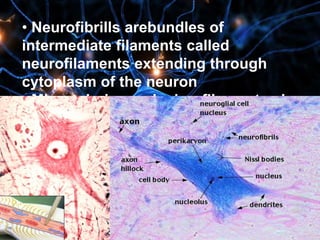 • Neurofibrills arebundles of
intermediate filaments called
neurofilaments extending through
cytoplasm of the neuron
• Microtubules and microfilaments also
present
 