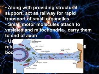 • Along with providing structural
support, act as railway for rapid
transport of small organelles
• Small motor molecules attach to
vesicles and mitochondria , carry them
to end of axon
• Used vesicles and transmitters
returned by same process to the cell
body : Axonal transport
 