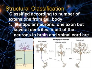 Structural Classificationl
Classified according to number of
extensions from cell body
1. Multipolar neurons: one axon but
several dentrites, most of the
neurons in brain and spinal cord are
multipolar
 