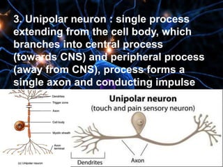 3. Unipolar neuron : single process
extending from the cell body, which
branches into central process
(towards CNS) and peripheral process
(away from CNS), process forms a
single axon and conducting impulse
away from dentrite, they are always
sensory neurons.
 