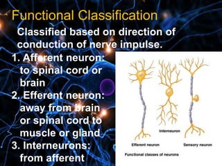 Functional Classification
Classified based on direction of
conduction of nerve impulse.
1. Afferent neuron:
to spinal cord or
brain
2. Efferent neuron:
away from brain
or spinal cord to
muscle or gland
3. Interneurons:
from afferent
 