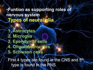 •Funtion as supporting roles of
nervous system
Types of neural glia
1. Astrocytes
2. Microglia
3. Ependymal cells
4. Oligodendrocytes
5. Schwann cells
First 4 types are found in the CNS and 5th
type is found in the PNS
 
