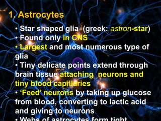 1. Astrocytes
• Star shaped glia (greek: astron-star)
• Found only in CNS
• Largest and most numerous type of
glia
• Tiny delicate points extend through
brain tissue attaching neurons and
tiny blood capillaries
• ‘Feed’ neurons by taking up glucose
from blood, converting to lactic acid
and giving to neurons
 