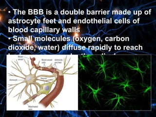 • The BBB is a double barrier made up of
astrocyte feet and endothelial cells of
blood capillary walls
• Small molecules (oxygen, carbon
dioxide, water) diffuse rapidly to reach
brain neurons and other glia, larger
molecules penetrate slowly or not at all
 