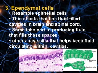 3. Ependymal cells
• Resemble epithelial cells
• Thin sheets that line fluid filled
cavities in brain and spinal cord.
• Some take part in producing fluid
that fills these spaces
• others have cilia that helps keep fluid
circulating within cavities.
 