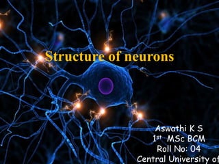 Structure of neurons
Aswathi K S
1st MSc BCM
Roll No: 04
Central University of
 