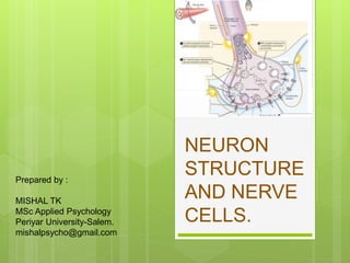 NEURON
STRUCTURE
AND NERVE
CELLS.
Prepared by :
MISHAL TK
MSc Applied Psychology
Periyar University-Salem.
mishalpsycho@gmail.com
 