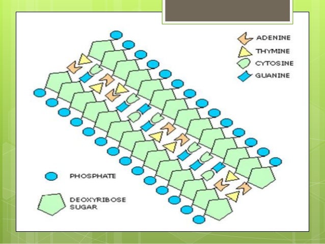 Neuron structure and nerve cells