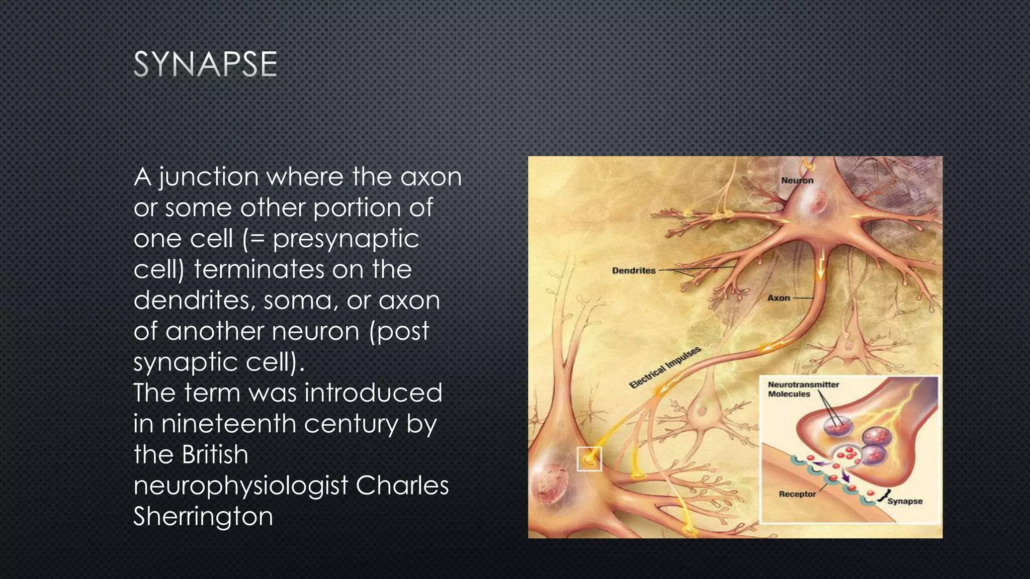 A junction where the axon
or some other portion of
one cell (= presynaptic
cell) terminates on the
dendrites, soma, or axon
of another neuron (post
synaptic cell).
The term was introduced
in nineteenth century by
the British
neurophysiologist Charles
Sherrington