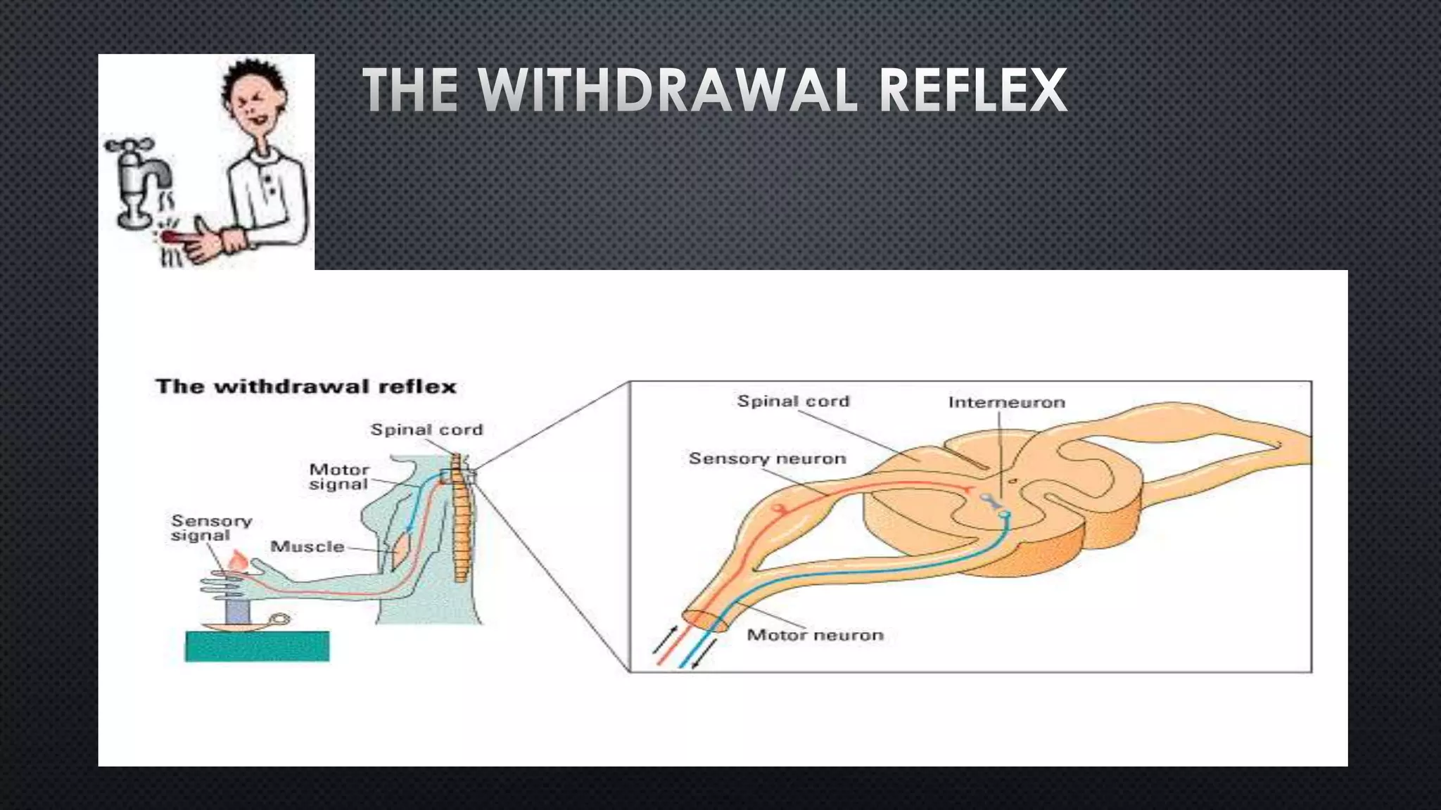 Neuron Structure and Types