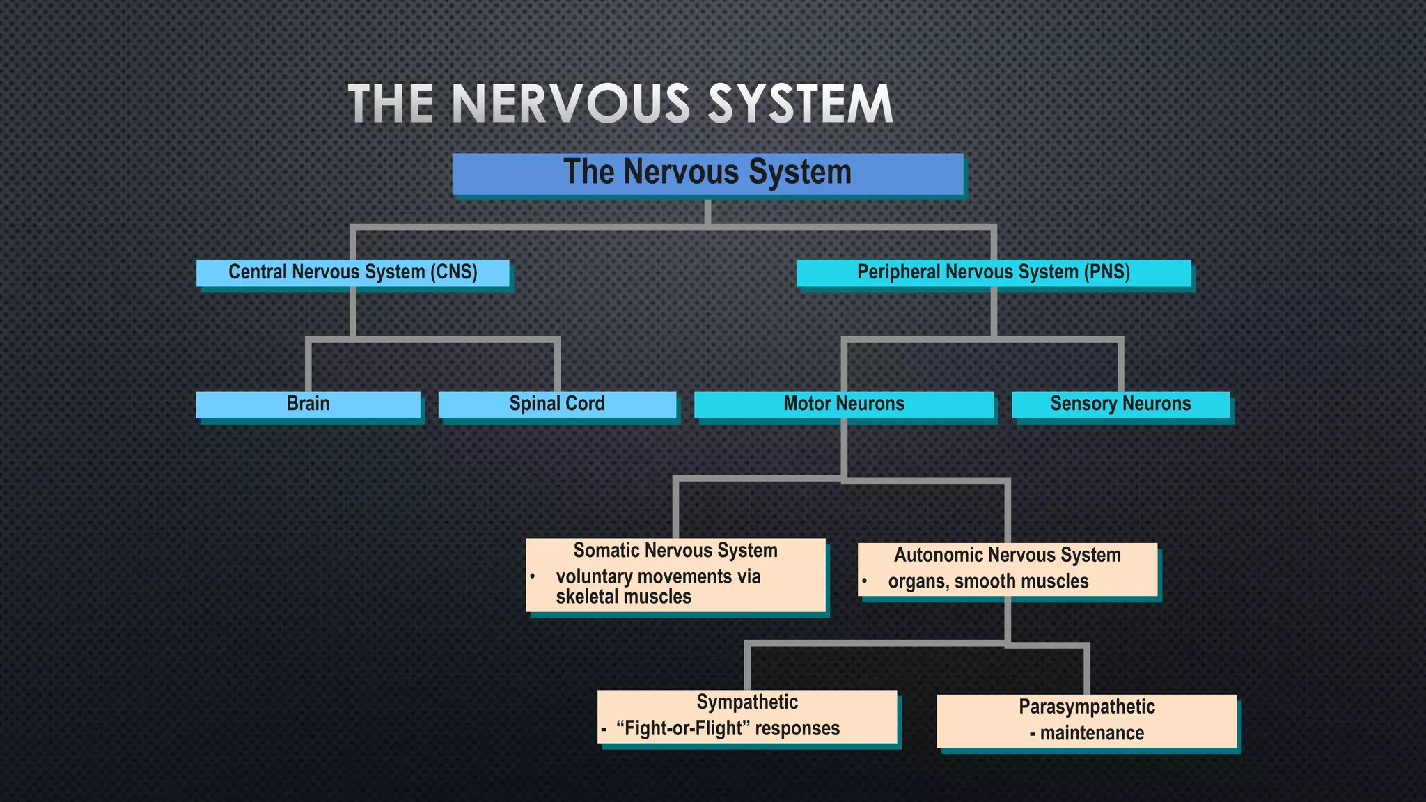 The Nervous System
Central Nervous System (CNS) Peripheral Nervous System (PNS)
Brain Spinal Cord Motor Neurons Sensory Neurons
Somatic Nervous System Autonomic Nervous System
• voluntary movements via • organs, smooth muscles
skeletal muscles
Sympathetic Parasympathetic
- “Fight-or-Flight” responses - maintenance