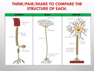 Understanding Neuron Types and the Reflex Arc Process in Human Biology ...