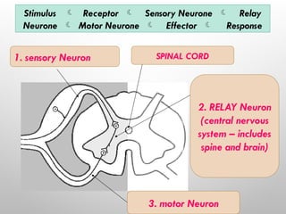 Understanding Neuron Types and the Reflex Arc Process in Human Biology ...