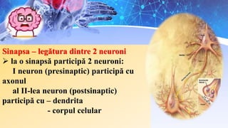 Sinapsa – legătura dintre 2 neuroni
 la o sinapsă participă 2 neuroni:
I neuron (presinaptic) participă cu
axonul
al II-lea neuron (postsinaptic)
participă cu – dendrita
- corpul celular
 