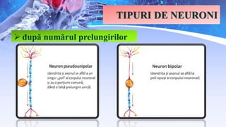 TIPURI DE NEURONI
 după numărul prelungirilor
 