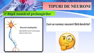 TIPURI DE NEURONI
 după numărul prelungirilor
 