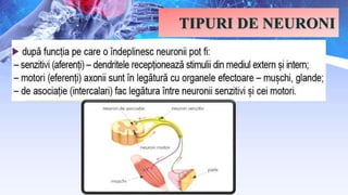TIPURI DE NEURONI
 