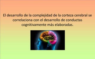 El desarrollo de la complejidad de la corteza cerebral se
correlaciona con el desarrollo de conductas
cognitivamente más elaboradas.
 