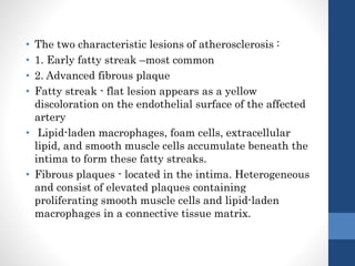 • The two characteristic lesions of atherosclerosis :
• 1. Early fatty streak –most common
• 2. Advanced fibrous plaque
• Fatty streak - flat lesion appears as a yellow
discoloration on the endothelial surface of the affected
artery
• Lipid-laden macrophages, foam cells, extracellular
lipid, and smooth muscle cells accumulate beneath the
intima to form these fatty streaks.
• Fibrous plaques - located in the intima. Heterogeneous
and consist of elevated plaques containing
proliferating smooth muscle cells and lipid-laden
macrophages in a connective tissue matrix.
 