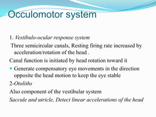 Occulomotor system

1. Vestibulo-ocular response system
Three semicircular canals, Resting firing rate increased by
  acceleration/rotation of the head .
Canal function is initiated by head rotation toward it
 Generate compensatory eye movements in the direction
  opposite the head motion to keep the eye stable
2-Otoliths
Also component of the vestibular system
Saccule and utricle, Detect linear accelerations of the head
 
