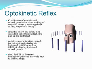 Optokinetic Reflex
 Combination of saccades and
  smooth pursuit that allow tracking of
  targets in turn (e.g. counting sheep
  as they jump over a fence).

 smoothly follow one target, then
  saccade in the opposite direction to
  pick up the next target

 parieto-temporal junction (smooth
  pursuit area) projects down to
  ipsilateral vestibular nucleus,
  inhibits it allowing ipsilateral
  smooth pursuit

 then, the FEF of the same
  hemisphere generates a saccade back
  to the next target
 