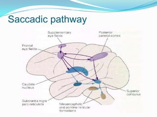 Saccadic pathway
 