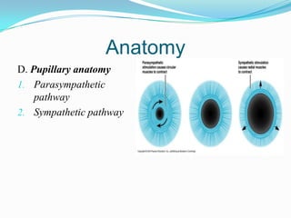 Anatomy
D. Pupillary anatomy
1. Parasympathetic
    pathway
2. Sympathetic pathway
 