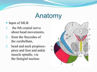 Anatomy
 Input of MLB
1.  the 8th cranial nerve
   about head movements,
2. from the flocculus of
   the cerebellum,
3. head and neck propioce-
   ptors and foot and ankle
   muscle spindle, via
   the fastigial nucleus
 