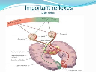 Important reflexes
      Light reflex
 