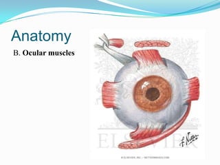 Anatomy
B. Ocular muscles
 