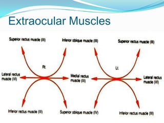 Extraocular Muscles
 