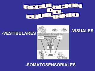 REGULACION DEL  EQUILIBRIO -VESTIBULARES -VISUALES -SOMATOSENSORIALES 
