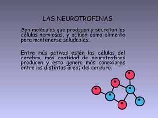 LAS NEUROTROFINAS
Son moléculas que producen y secretan las
células nerviosas, y actúan como alimento
para mantenerse saludables.
Entre más activas estén las células del
cerebro, más cantidad de neurotrofinas
producen y esto genera más conexiones
entre las distintas áreas del cerebro.
 