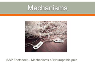 IASP Factsheet – Mechanisms of Neuropathic pain
 