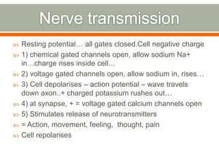  Resting potential… all gates closed.Cell negative charge
 1) chemical gated channels open, allow sodium Na+
in…charge rises inside cell…
 2) voltage gated channels open, allow sodium in, rises…
 3) Cell depolarises – action potential – wave travels
down axon..+ charged potassium rushes out…
 4) at synapse, + = voltage gated calcium channels open
 5) Stimulates release of neurotransmitters
 = Action, movement, feeling, thought, pain
 Cell repolarises
 