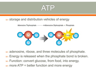 storage and distribution vehicles of energy
 adenosine, ribose, and three molecules of phosphate.
 Energy is released when the phosphate bond is broken.
 Function: convert glucose, from food, into energy.
 more ATP = better function and more energy
 