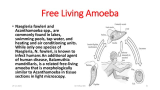Free Living Amoeba
• Naegleria fowleri and
Acanthamoeba spp., are
commonly found in lakes,
swimming pools, tap water, and
heating and air conditioning units.
While only one species of
Naegleria, N. fowleri, is known to
infect humans An additional agent
of human disease, Balamuthia
mandrillaris, is a related free-living
amoeba that is morphologically
similar to Acanthamoeba in tissue
sections in light microscopy.
29-11-2023 Dr.T.V.Rao MD 35
 