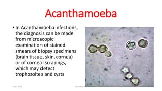 Acanthamoeba
• In Acanthamoeba infections,
the diagnosis can be made
from microscopic
examination of stained
smears of biopsy specimens
(brain tissue, skin, cornea)
or of corneal scrapings,
which may detect
trophozoites and cysts
29-11-2023 Dr.T.V.Rao MD 39
 