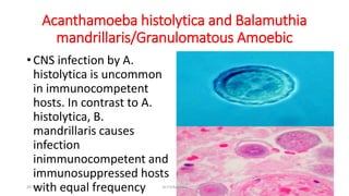 Acanthamoeba histolytica and Balamuthia
mandrillaris/Granulomatous Amoebic
• CNS infection by A.
histolytica is uncommon
in immunocompetent
hosts. In contrast to A.
histolytica, B.
mandrillaris causes
infection
inimmunocompetent and
immunosuppressed hosts
with equal frequency
29-11-2023 Dr.T.V.Rao MD 40
 