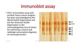 Immunoblot assay
• CDC's immunoblot assay with
purified Taenia solium antigens
has been acknowledged by the
World Health Organization and
the Pan American Health
Organization as the
immunodiagnostic test of choice
for confirming a clinical and
radiologic presumptive diagnosis
of neurocysticercosis.
29-11-2023 Dr.T.V.Rao MD 61
 
