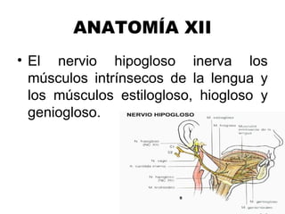 ANATOMÍA XII
• El nervio hipogloso inerva los
  músculos intrínsecos de la lengua y
  los músculos estilogloso, hiogloso y
  geniogloso.
 
